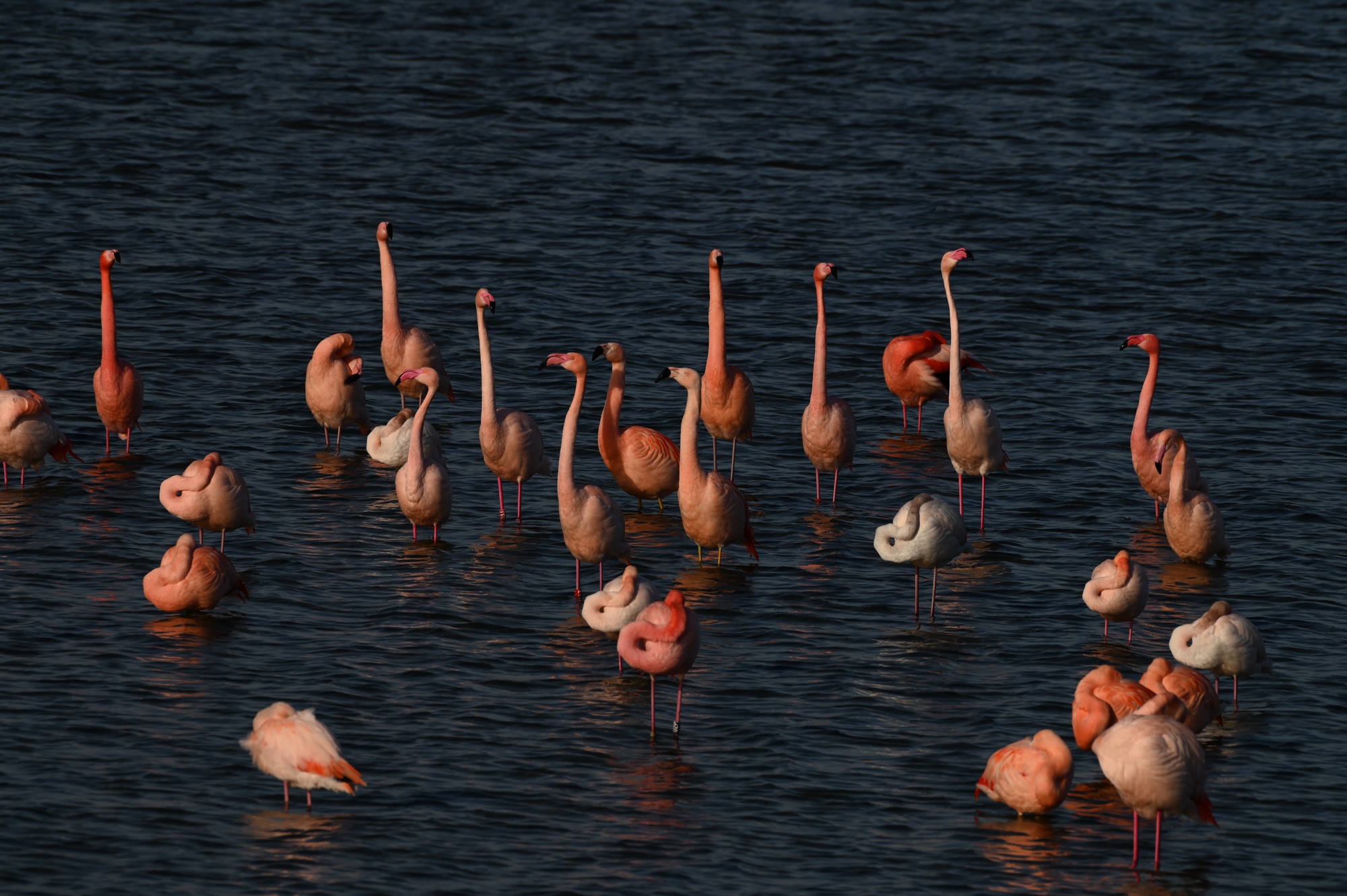 Battenoord Flamingo’s