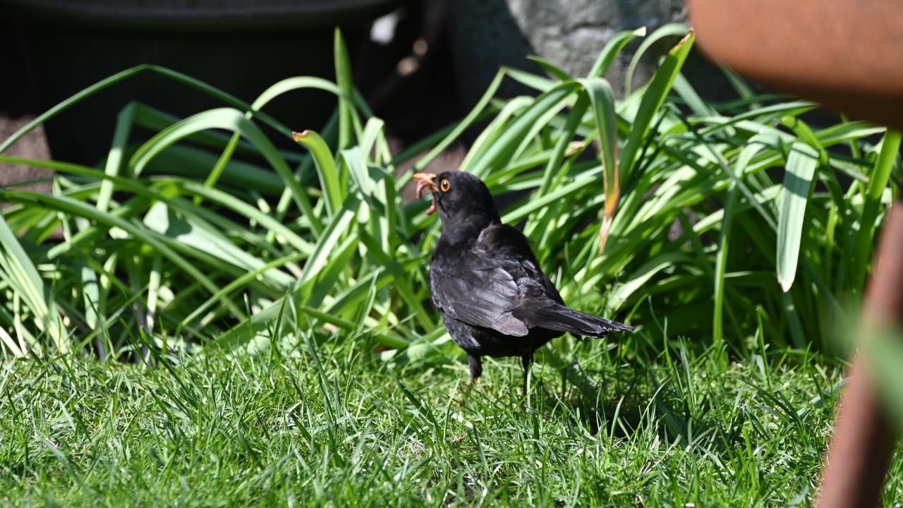 Bird spotting in the garden