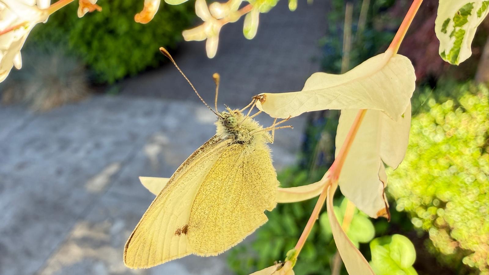 Yellow Mellow Butterfly
